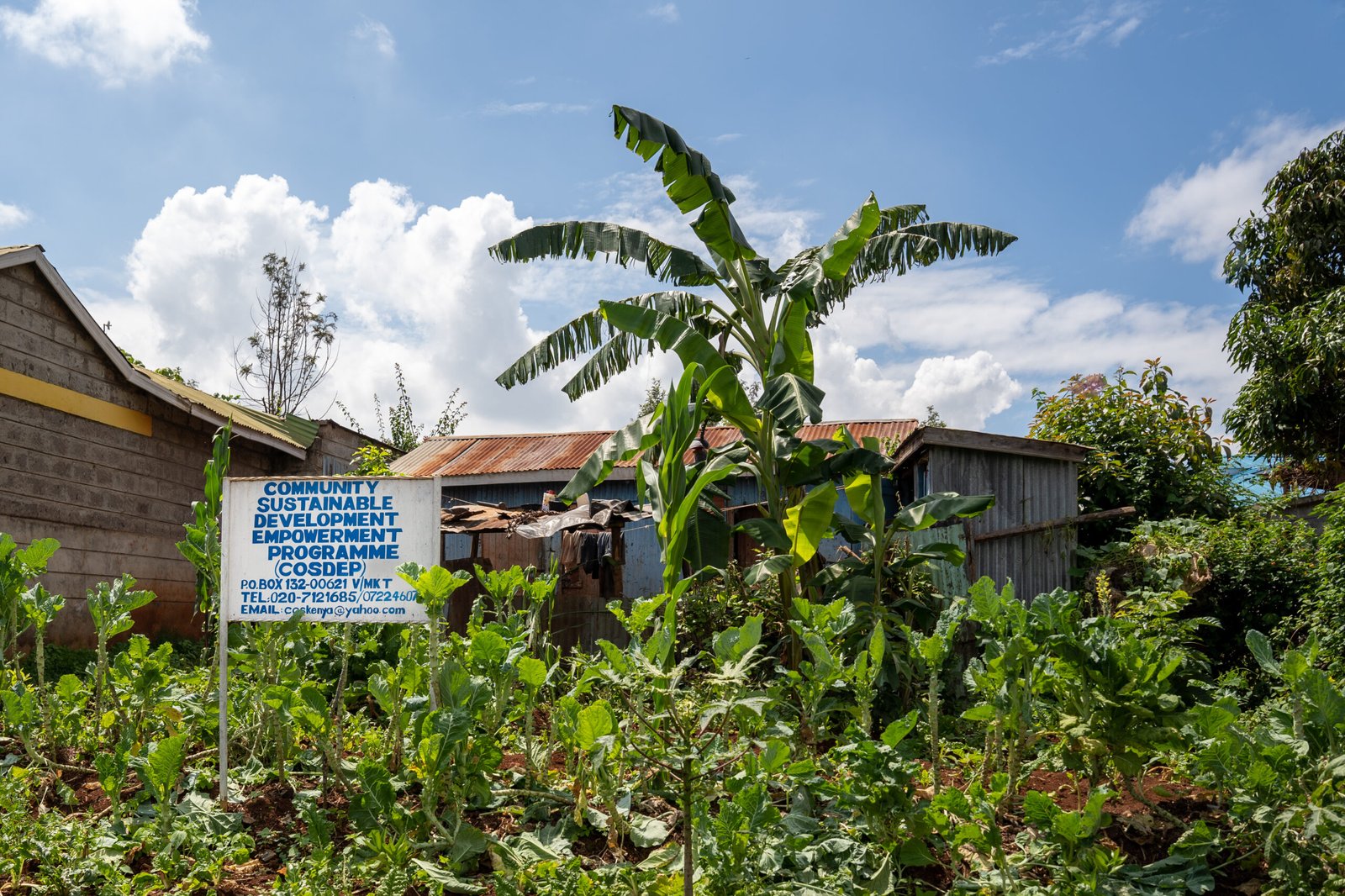 A COSDEP signboard standing in a thriving kitchen garden