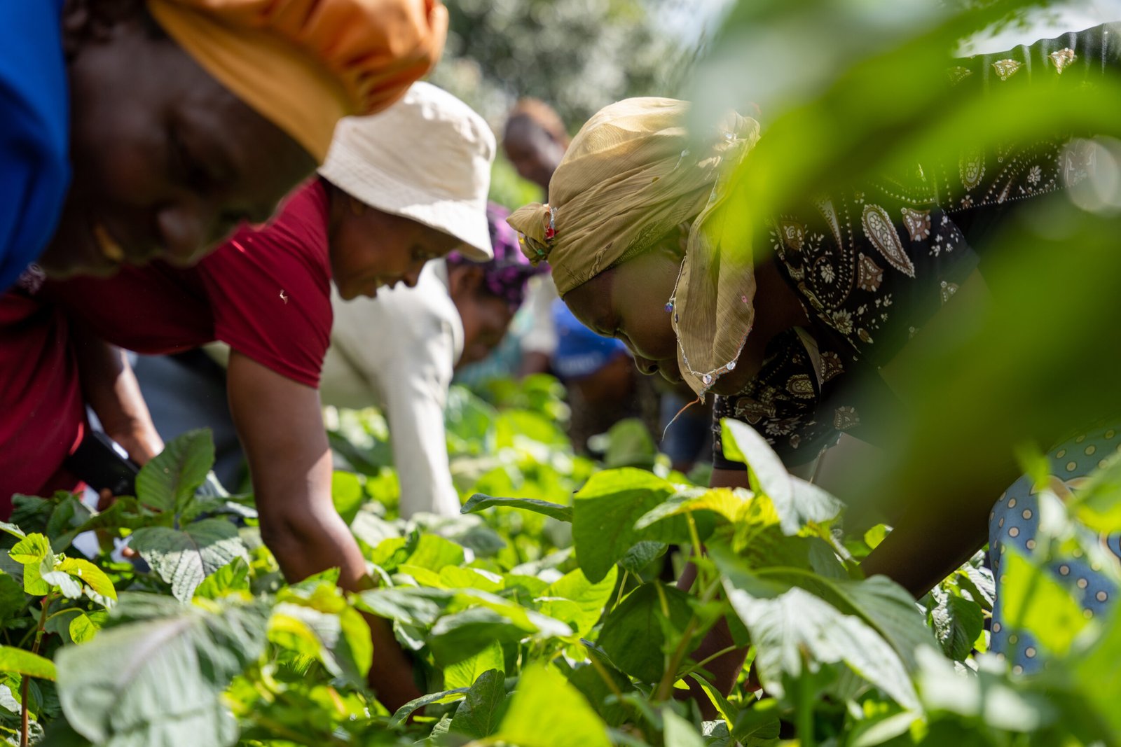 Women farmers tending organic leafy vegetables
